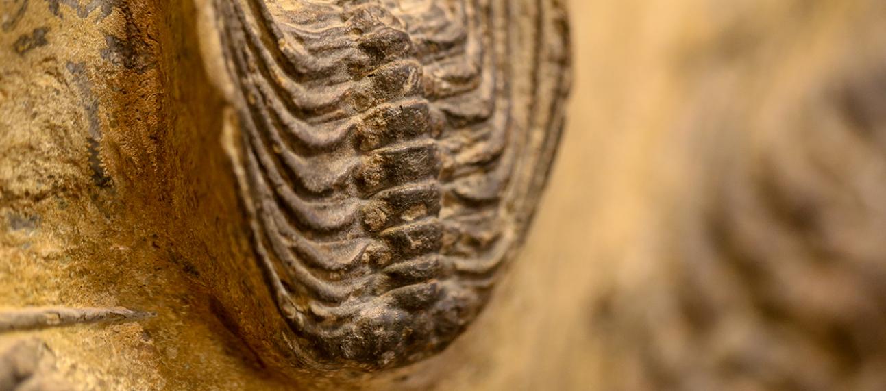 Selenopeltis trilobite