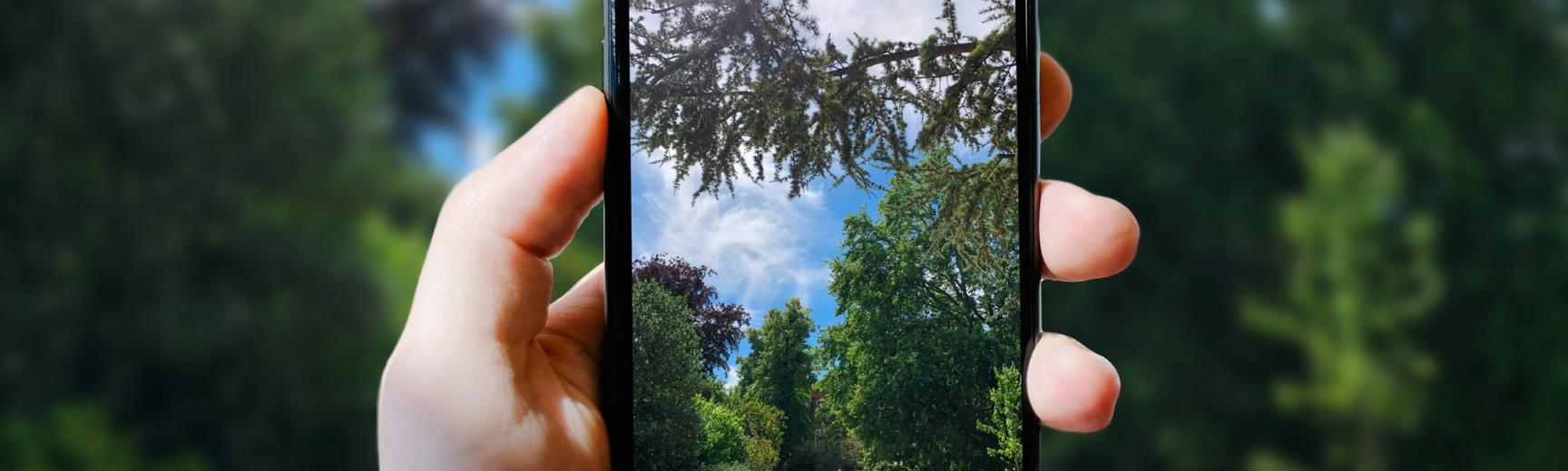 A photo of university parks taken on a phone