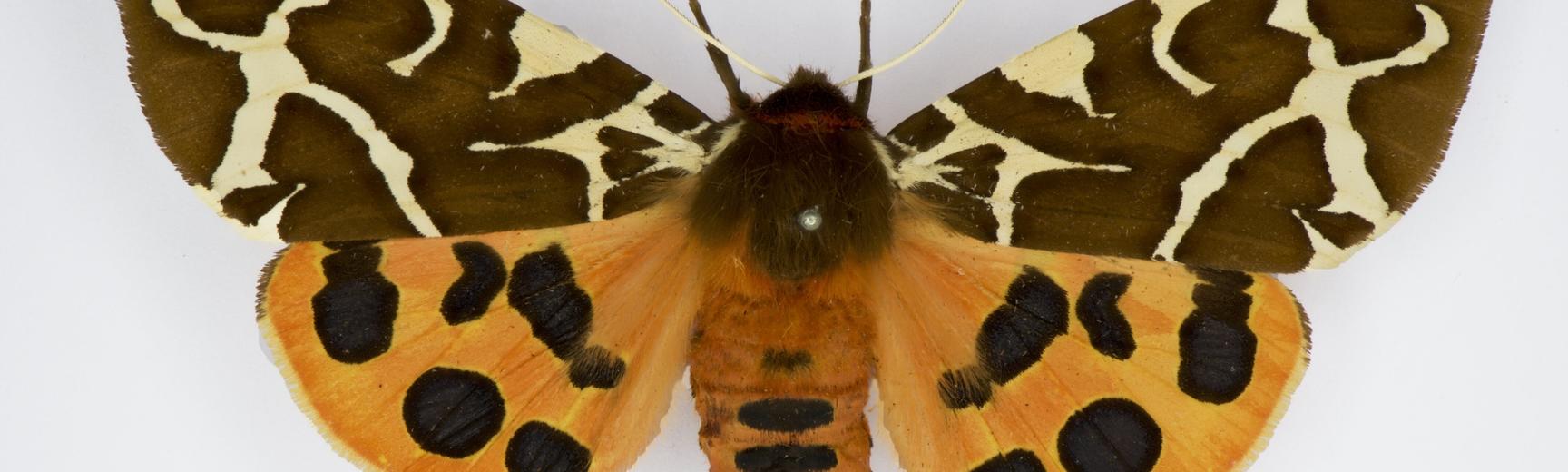 arctia caja dorsal moth