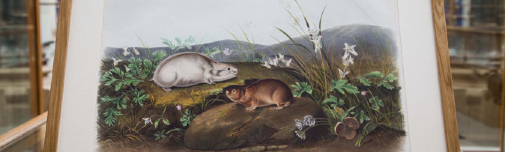 John Woodhouse Audubon、「WOOD RAT」 The other Audubon | Oxford