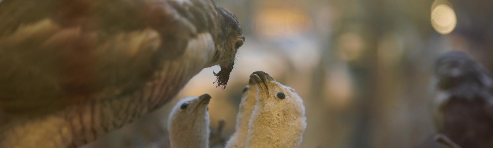 Taxidermy cuckoo feeding her chicks.