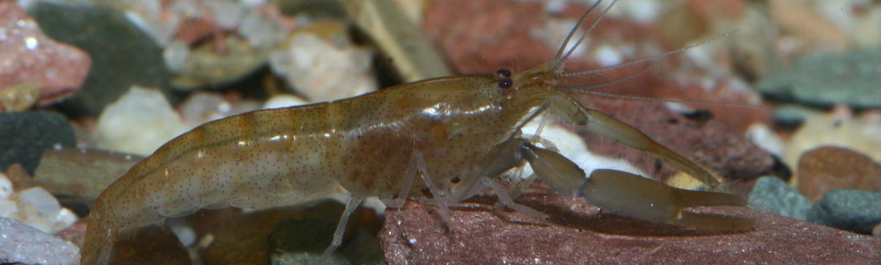 write a brief essay on arthropods evolution write a brief essay on arthropods evolution