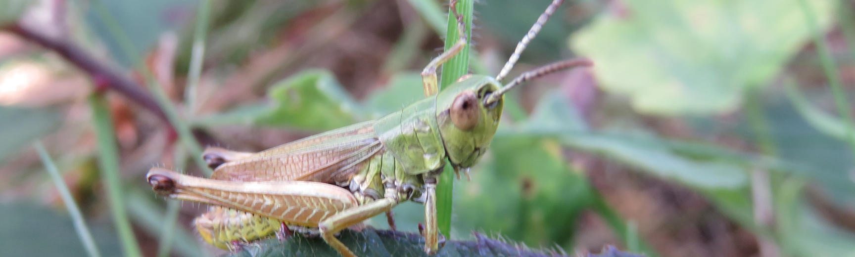 grasshopper ic