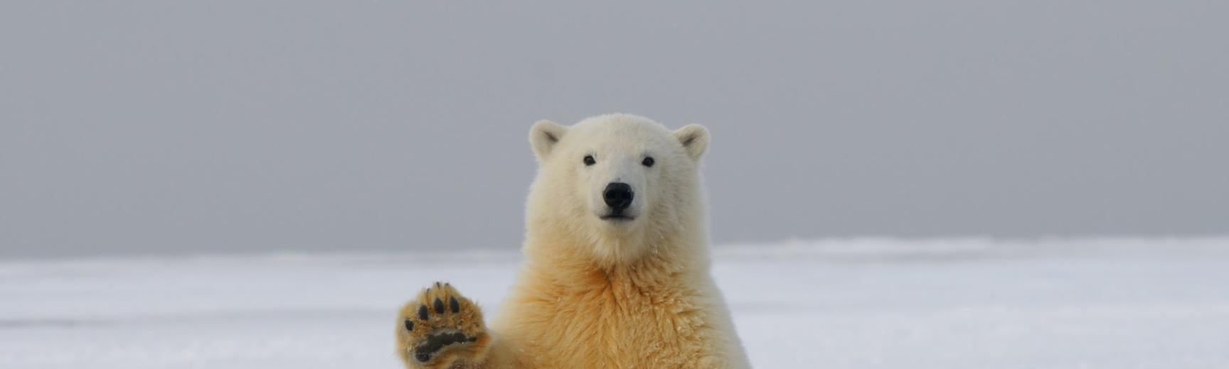 Polar bear by Hans-Jurgen Mager