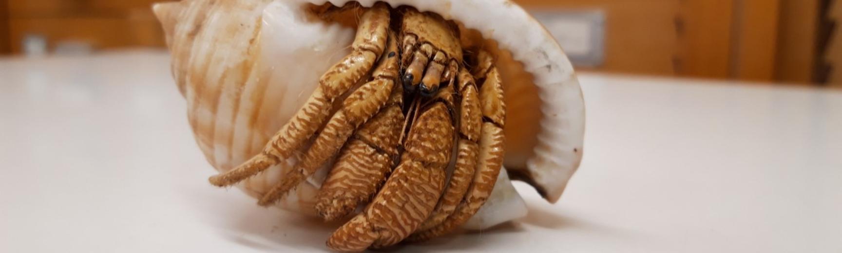 hermit crab specimen