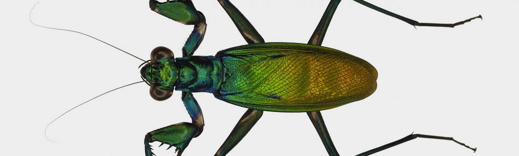 Marvellous Mantodea | Oxford University Museum of Natural History