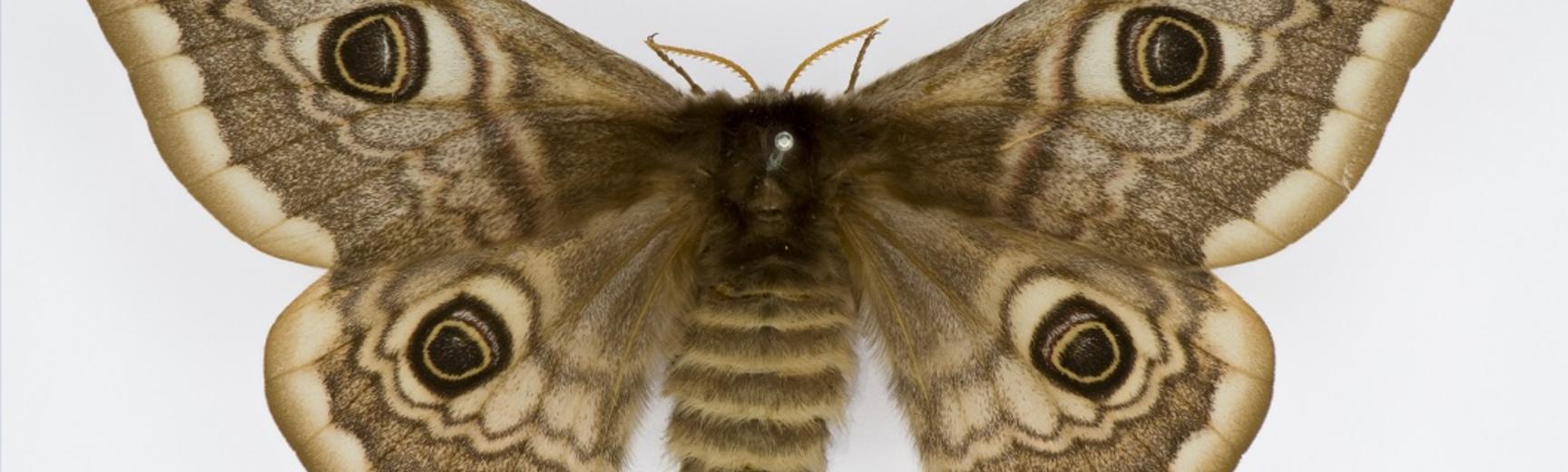 moth specimen for moth hotel