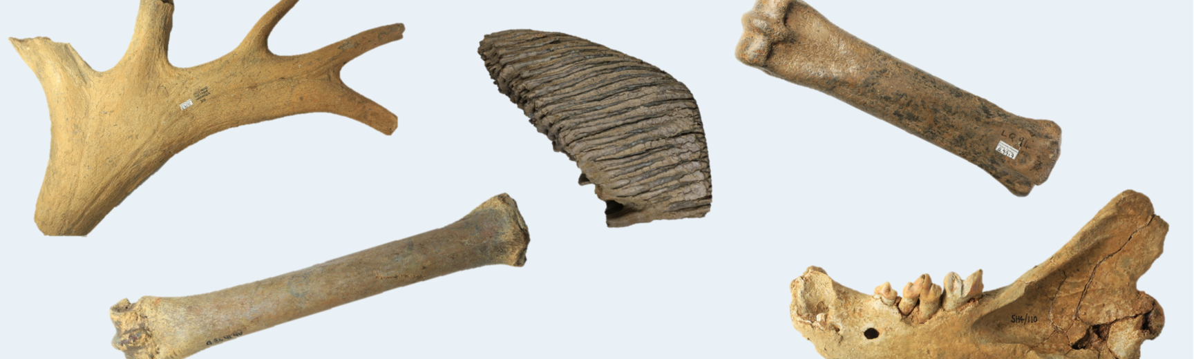 Fossils from the Pleistocene era