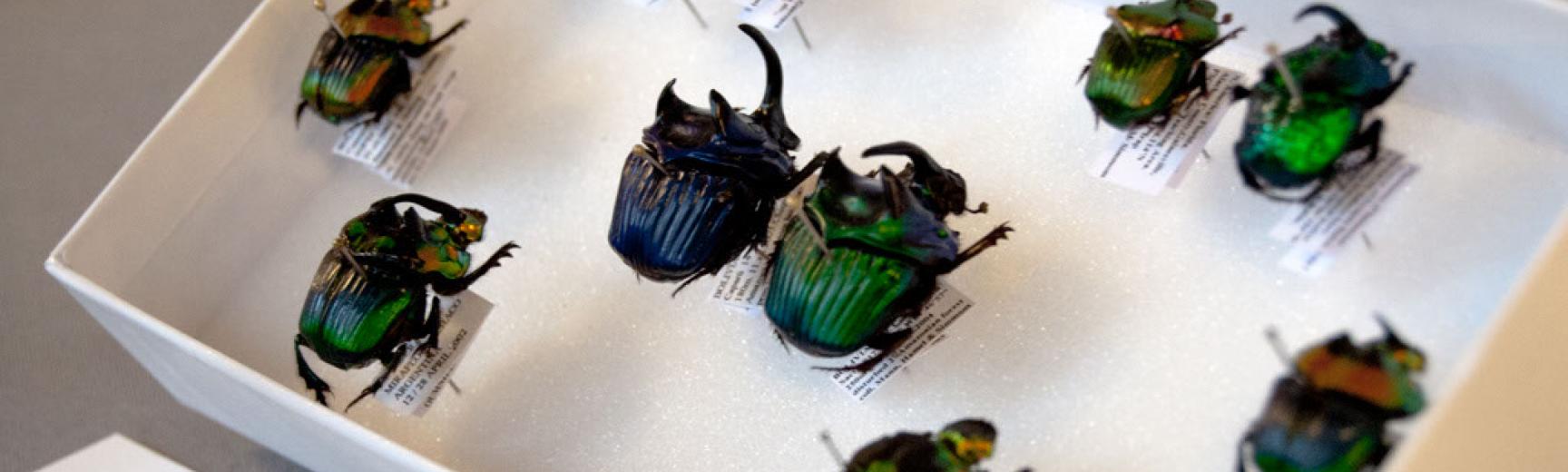 標本 Dungbeetles pair Delightful dung beetles | Oxford University Museum of Natural History