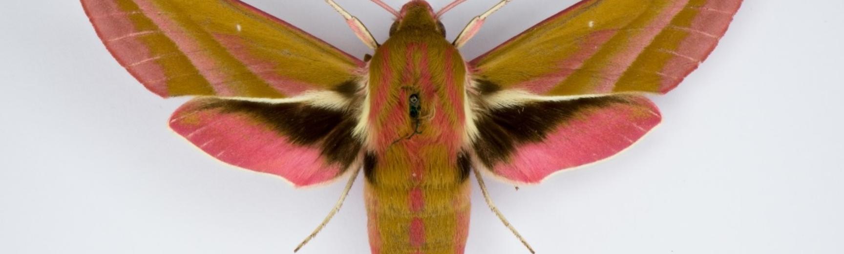 moth specimen photo for paper moth decoration