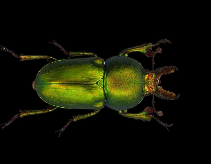 Insects | Oxford University Museum of Natural History