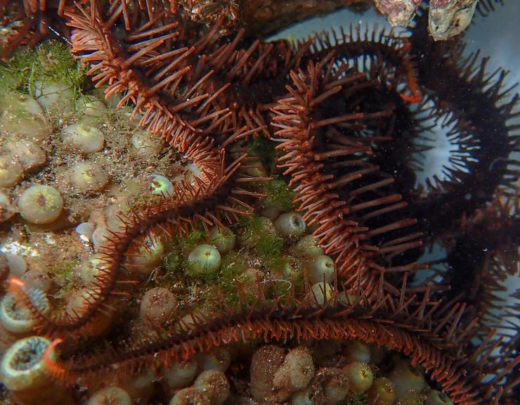 Starry eyes on the reef colourchanging brittle stars can see Oxford