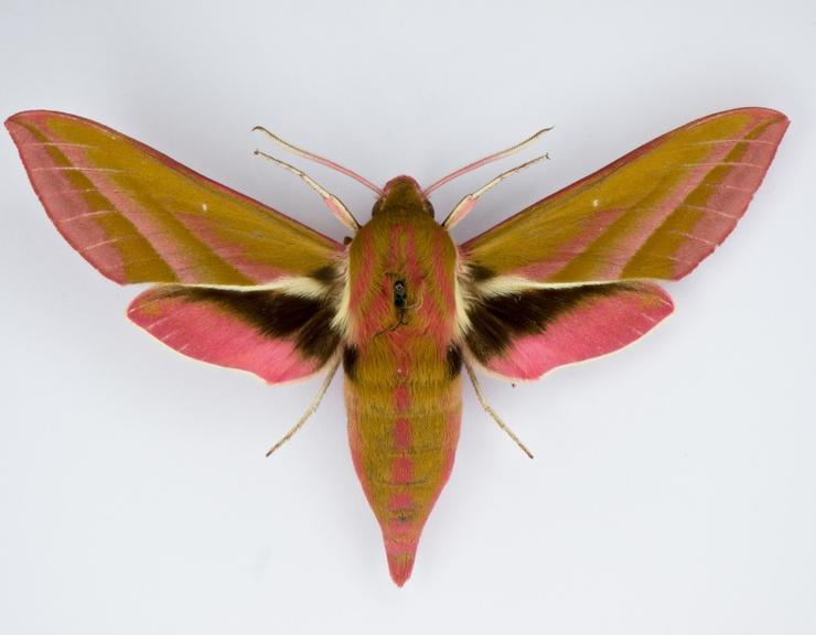 Do moths have mouths picture