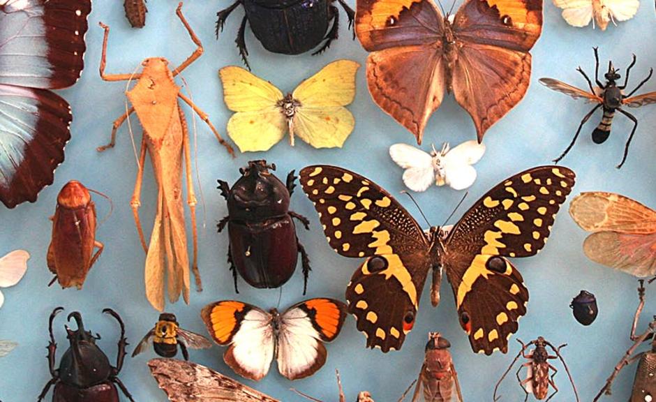 Incredible Insects | Oxford University Museum of Natural History