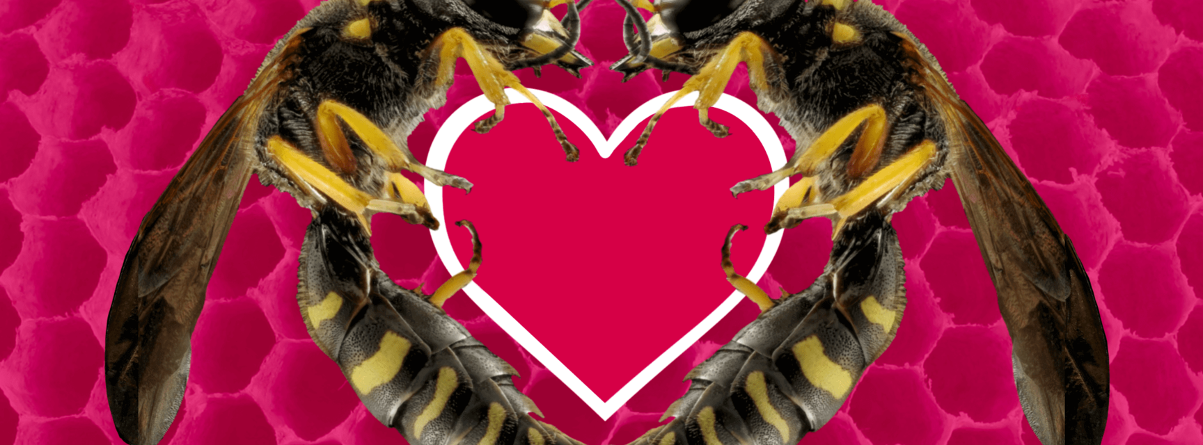 Two wasps clutching a cartoon heart