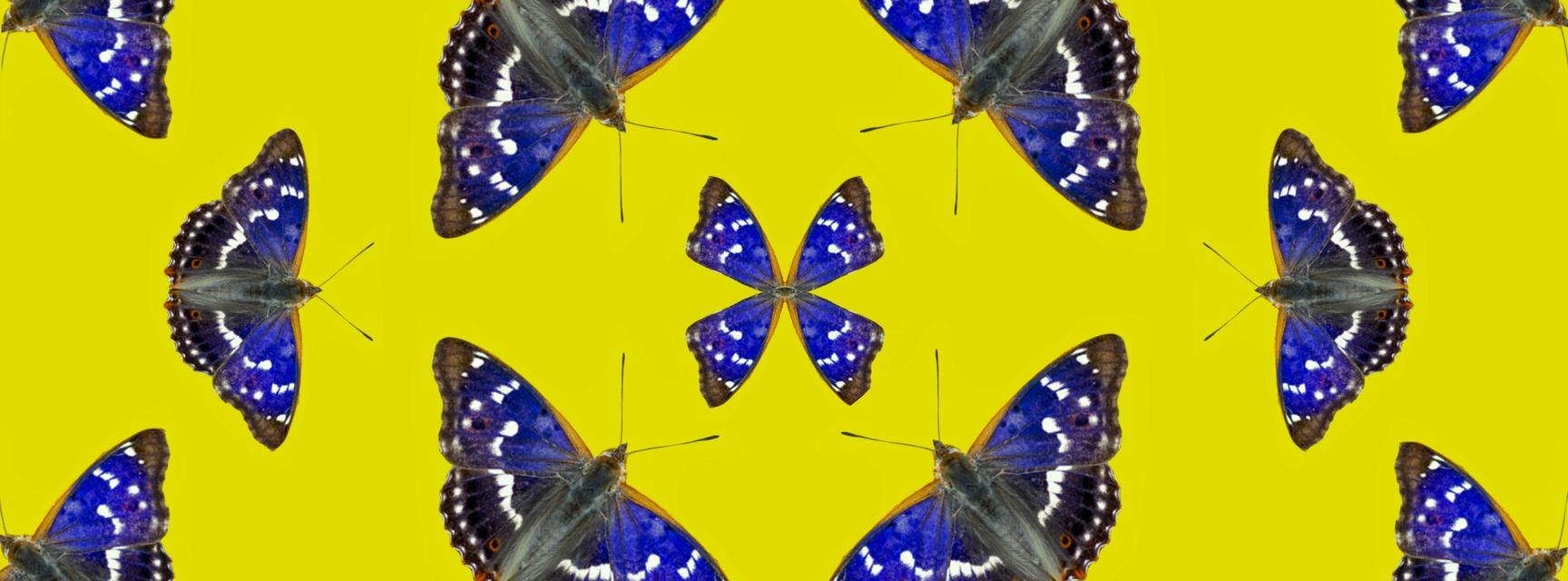 Purple emperor butterflies arranged in a geometric pattern