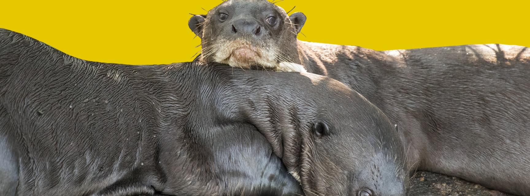 Two giant otters resting on a branch