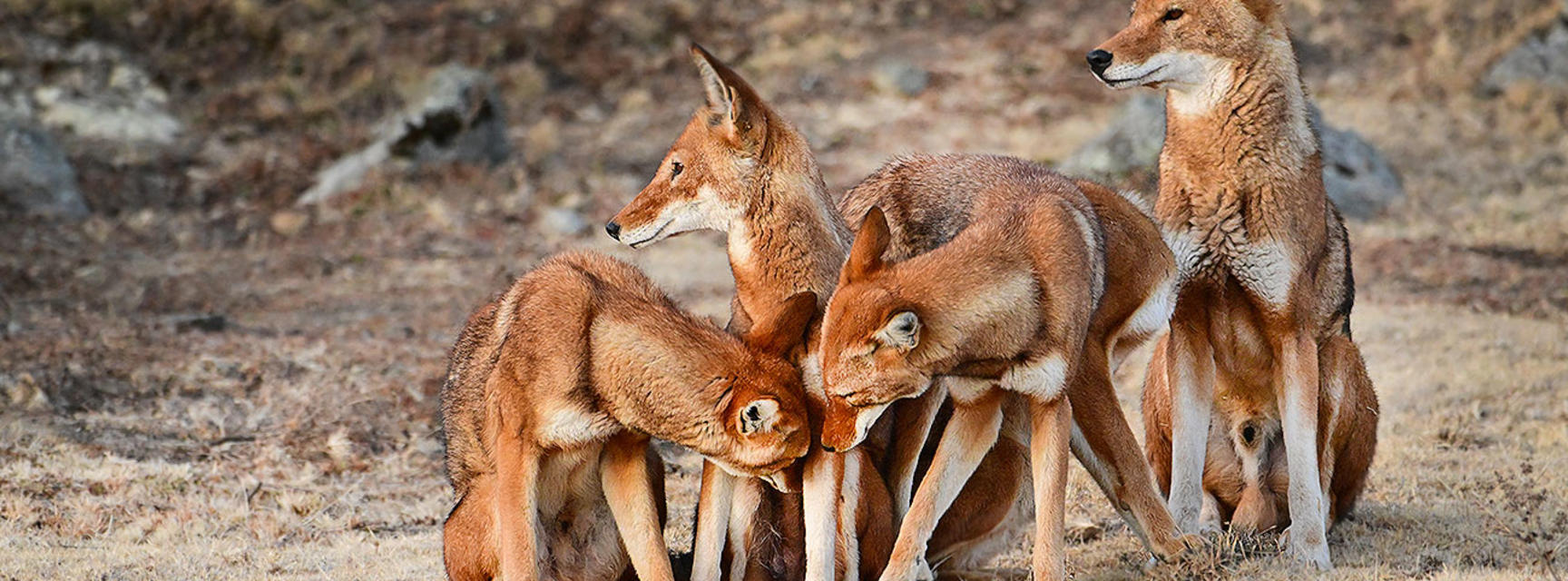 A group of Ethiopian wolves