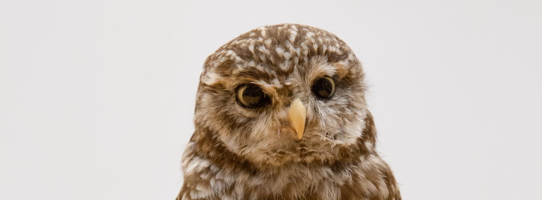 Taxidermy Little Owl