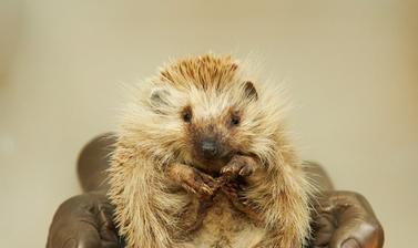 A taxidermy hedgehog held in a cast of a pair of hands