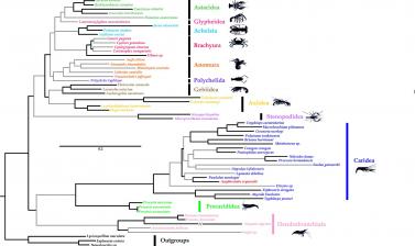 Evolutionary relationships of decapod crustaceans