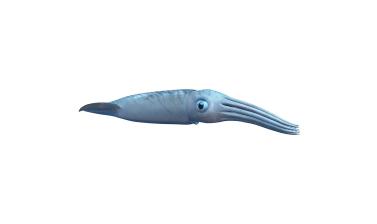 Belemnites, close relatives of the squid, were very common in Jurassic seas and were prey for marine reptiles, including plesiosaurs.
