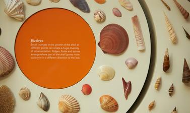 A display featuring the shells of bivalves to show how small changes in the growth of a shell can create a huge diversity of ornamentation