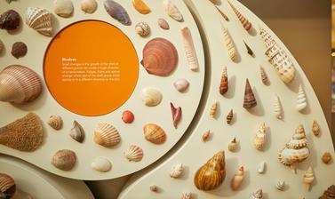A display of bivalve shells