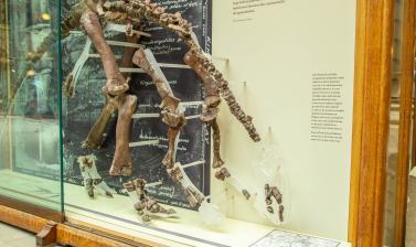 Skeleton of the plant-eating dinosaur Camptosaurus prestwichii. Oxford University Museum of Natural History
