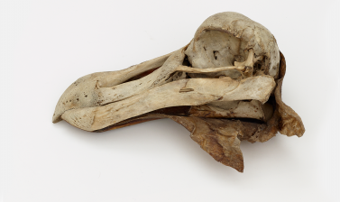 Dodo's skull