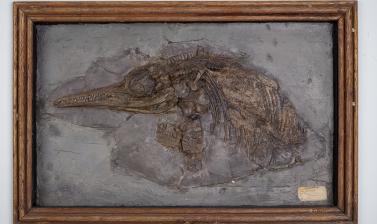 Partial skeleton of a young ichthyosaur with stomach contents from the Lower Jurassic of Lyme Regis. Collected by Mary Anning at some time before 1836.