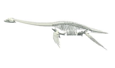 Long necked skeleton of a plesiosaur, Oxford University Museum of Natural History