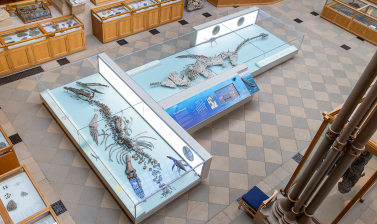 Plesiosaur and Pliosaur, Oxford University Museum of Natural History