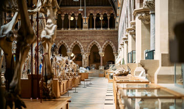 A view of the Museum's main court from the skeleton parade
