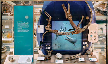 Photograph of museum exhibit showing dinosaur skeleton upside down as if sinking through an illustrated ocean backdrop