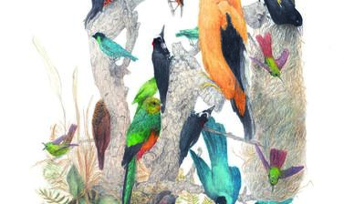 tropical birds by jen muir honourable mention