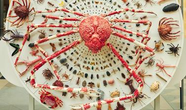 Great and small display featuring diverse arthropods and a Japanese Spider Crab