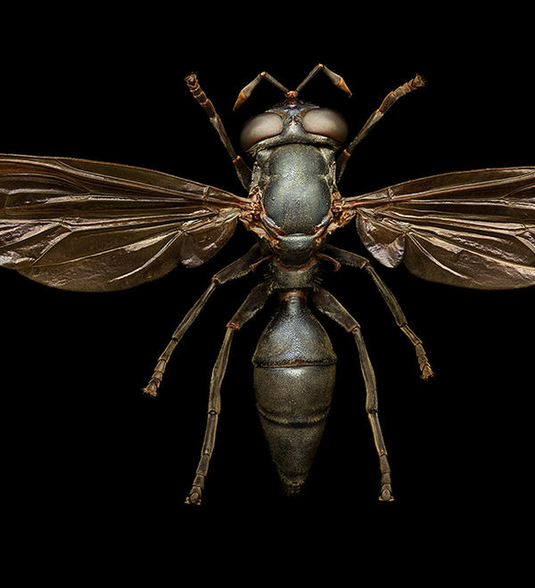 Wasp mimic hoverfly