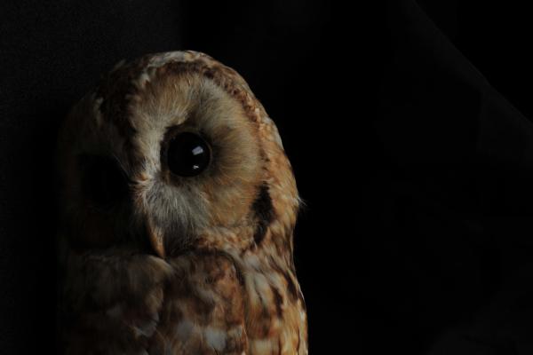 Tawny owl (Strix aluco) 