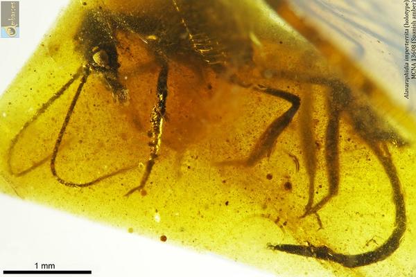 fossil insect in amber resin