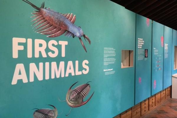 The First Animals exhibition at Oxford University Museum of Natural History 