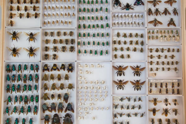 Bee drawer at OUMNH