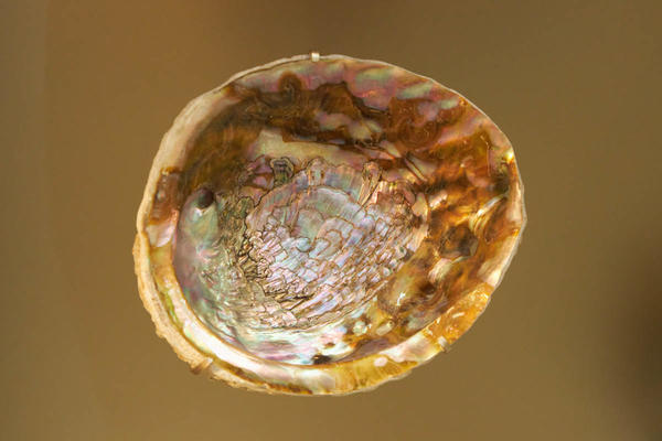 A pearlescent shell