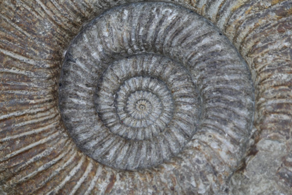 Large fossil ammonite on display in the Museum