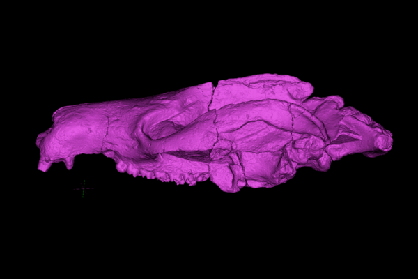A CT scan of a mammal skull