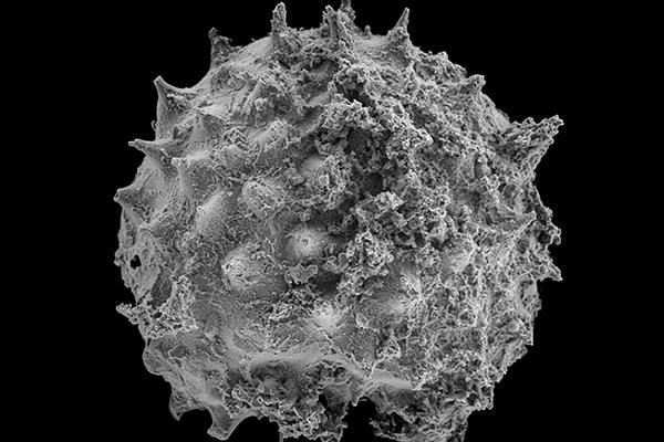 Asterocapsoides Wenganensis