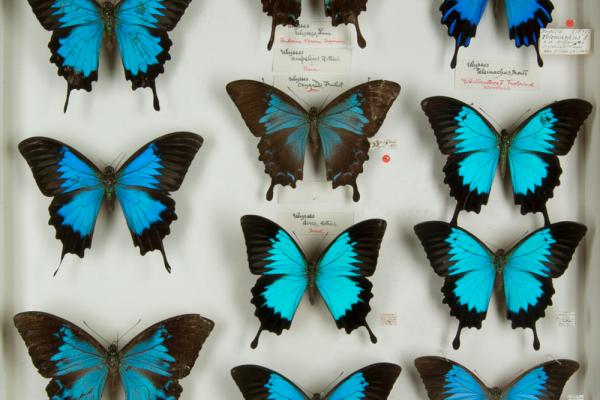 Papilio, Lepidoptera collection in Oxford