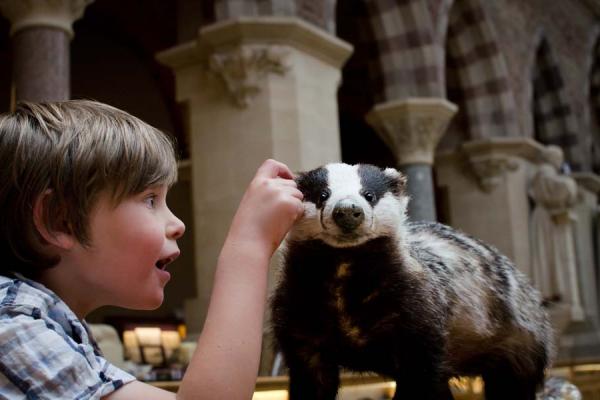 Child badger at the museum