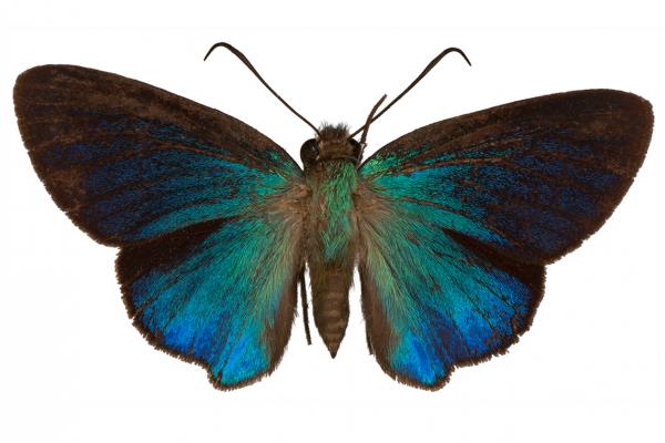 Immaculata carpenter butterfly