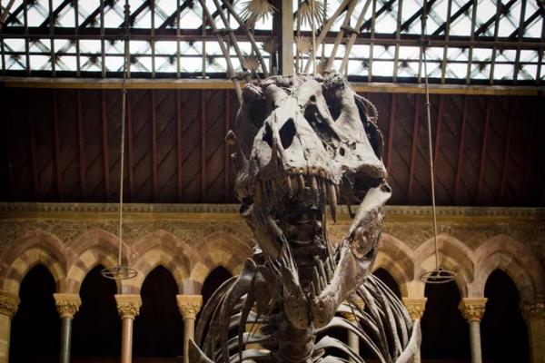 Visit Us Oxford University Museum Of Natural History